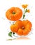 3D Realistic close-up of a pumpkin and some orange flowers in water splash, capturing the beauty of nature in the fall.