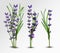 3D realistic flowers lavender with green leaf. Collection bouquet lavender. Fragrant lavender on transparent background