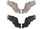 3D Realistic isolated angel wings pair of falcon wings, wings design template