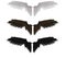 3D Realistic isolated angel wings pair of falcon wings, wings design template