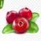 3d realistic isolated vector three cranberry with leaf, editable handmade mesh