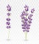 3D realistic lavender isolated on transparent background. Beautiful violet flowers. Fragrant bunch lavender. Fresh cut