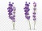 3D realistic lavender isolated on transparent background. Beautiful violet flowers. Fragrant bunch lavender. Fresh cut