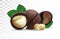 3D realistic macadamia nut isolated on transparent background. Shelled Macadamia nuts with green leaf. Beautiful