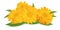 3d realistic marigold flower. Calendula isolated on white background.Vector illustrator.Calendula close up