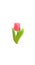 3D realistic romantic tulip flower social media cover. Highlights stories isolated white background template. Valentine