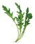 3D realistic rucola. Fresh salad or rucola. Collection green leaf arugula isolated on white background. Arugula for your