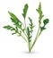 3D realistic rucola. Fresh salad or rucola. Collection green leaf arugula isolated on white background. Arugula for your