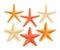 3D Realistic Set of Vector Starfish with Different Colors for Summer Design