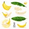 3d realistic vector set of banana fruits, bunch of bananas, peel, peeled banana, slices and halves, leaves from a banana palm,