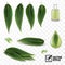 3D Realistic vector set of elements, eucalyptus leaves and dew drops or oil