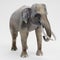 3D Render of Asian Elephant - Male