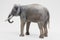 3D Render of Asian Elephant - Male