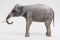 3D Render of Asian Elephant - Male