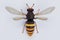 3D Render of Asian Hornet