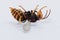 3D Render of Asian Hornet