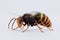 3D Render of Asian Hornet