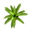 3d render of asplenium