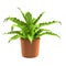 3d render of asplenium