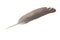 3d render of bird feather