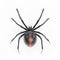 3D Render of Black Widow Spider