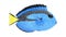 3D Render of Blue Tang Fish