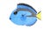 3D Render of Blue Tang Fish