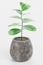 3D Render of Coffe Plant in Pot