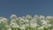 3d render dandelion flowers in blooming seasonal nature scene
