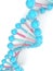 3d render of DNA chain over white