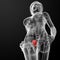 3d render female bladder anatomy x-ray