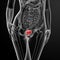 3d render female bladder anatomy x-ray