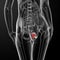 3d render female bladder anatomy x-ray