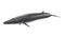 3D Render of Fin Whale