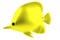 3d render of fish