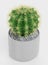 3D Render of Golden Barrel Cactus