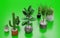 3D Render of Home Plants