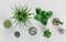 3D Render of Home Plants