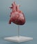 3D Render of Human Heart Model