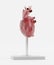 3D Render of Human Heart Model
