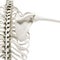 3d render of human skeleton with shoulder and spine