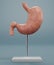 3D Render of Human Stomach Model