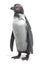 3D Render of Humboldt Penguin