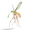 3D render image of stylized gnat isolated on the white