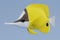 3d Render of Longnose Butterflyfish