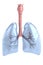 3d render of lungs
