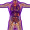 3d render medical illustration of the human lymphatic system