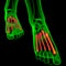 3d render medical illustration of the metatarsal bones