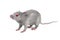 3d render of mouse