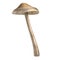 3d render of mushroom